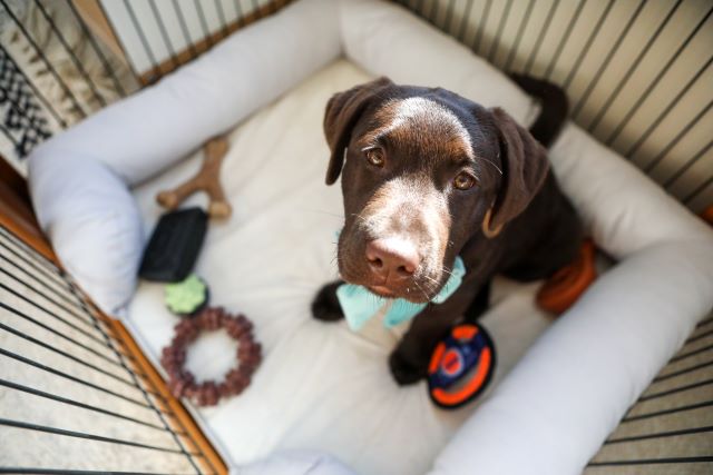 Puppy in hidden dog bed