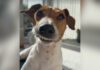 Puppy’s Unusual Smile Nearly Cost Him His Life Until a Vet Stepped In Puppy's Unusual Smile Nearly Cost Him His Life Until a Vet Stepped In