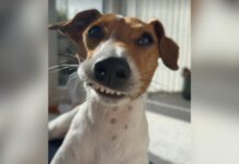 Puppy’s Unusual Smile Nearly Cost Him His Life Until a Vet Stepped In Puppy's Unusual Smile Nearly Cost Him His Life Until a Vet Stepped In