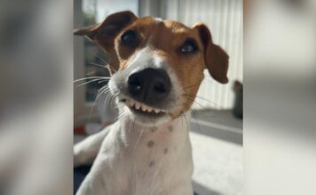 Puppy’s Unusual Smile Nearly Cost Him His Life Until a Vet Stepped In Puppy's Unusual Smile Nearly Cost Him His Life Until a Vet Stepped In