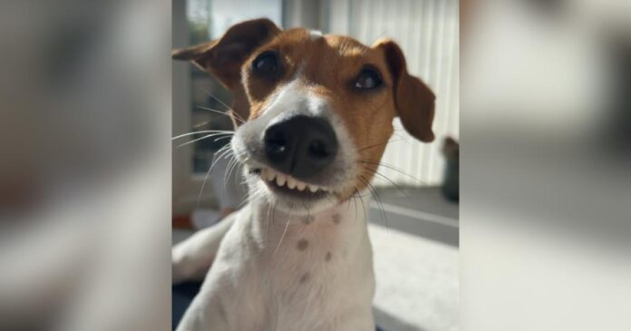 Puppys-Unusual-Smile-Nearly-Cost-Him-His-Life-Until-a.jpg Puppy's Unusual Smile Nearly Cost Him His Life Until a Vet Stepped In
