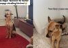 Rescue Dog Finds a Tiny Guest Stealing His Bed, but What He Does Next Is Absolutely Precious Rescue Dog Finds a Tiny Guest Stealing His Bed, but What He Does Next Is Absolutely Precious