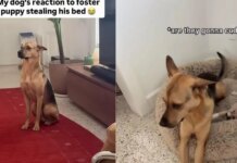 Rescue Dog Finds a Tiny Guest Stealing His Bed, but What He Does Next Is Absolutely Precious Rescue Dog Finds a Tiny Guest Stealing His Bed, but What He Does Next Is Absolutely Precious