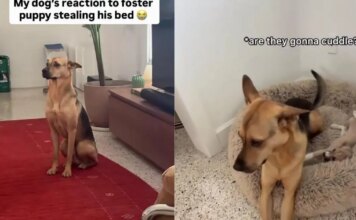 Rescue Dog Finds a Tiny Guest Stealing His Bed, but What He Does Next Is Absolutely Precious Rescue Dog Finds a Tiny Guest Stealing His Bed, but What He Does Next Is Absolutely Precious