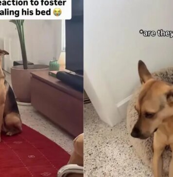 Rescue Dog Finds a Tiny Guest Stealing His Bed, but What He Does Next Is Absolutely Precious Rescue Dog Finds a Tiny Guest Stealing His Bed, but What He Does Next Is Absolutely Precious