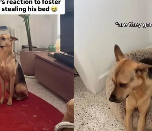 Rescue Dog Finds a Tiny Guest Stealing His Bed, but What He Does Next Is Absolutely Precious Rescue Dog Finds a Tiny Guest Stealing His Bed, but What He Does Next Is Absolutely Precious