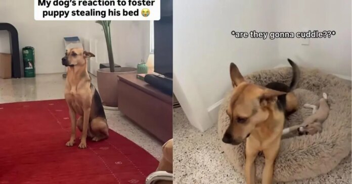 Rescue Dog Finds a Tiny Guest Stealing His Bed, but What He Does Next Is Absolutely Precious