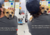 Rescue Dog Gets Overlooked When All She Wants Is To Be Held Close in a Comforting Embrace Rescue Dog Gets Overlooked When All She Wants Is To Be Held Close in a Comforting Embrace