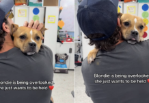 Rescue Dog Gets Overlooked When All She Wants Is To Be Held Close in a Comforting Embrace Rescue Dog Gets Overlooked When All She Wants Is To Be Held Close in a Comforting Embrace