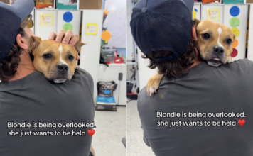 Rescue Dog Gets Overlooked When All She Wants Is To Be Held Close in a Comforting Embrace Rescue Dog Gets Overlooked When All She Wants Is To Be Held Close in a Comforting Embrace