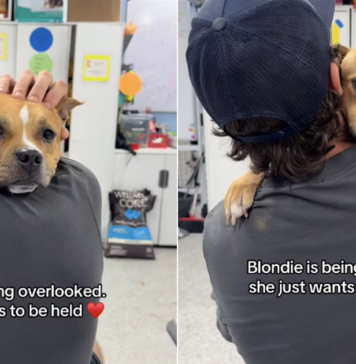 Rescue Dog Gets Overlooked When All She Wants Is To Be Held Close in a Comforting Embrace Rescue Dog Gets Overlooked When All She Wants Is To Be Held Close in a Comforting Embrace