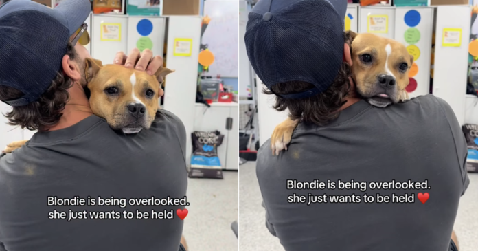 Rescue Dog Gets Overlooked When All She Wants Is To Be Held Close in a Comforting Embrace