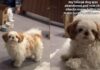 Rescue Dog, Once Abandoned, Fears Mom Will Leave Her Behind & Does Something Heartbreaking Rescue Dog, Once Abandoned, Fears Mom Will Leave Her Behind & Does Something Heartbreaking