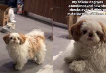 Rescue Dog, Once Abandoned, Fears Mom Will Leave Her Behind & Does Something Heartbreaking Rescue Dog, Once Abandoned, Fears Mom Will Leave Her Behind & Does Something Heartbreaking