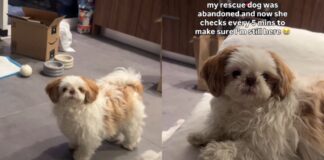 Rescue Dog, Once Abandoned, Fears Mom Will Leave Her Behind & Does Something Heartbreaking