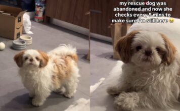 Rescue Dog, Once Abandoned, Fears Mom Will Leave Her Behind & Does Something Heartbreaking Rescue Dog, Once Abandoned, Fears Mom Will Leave Her Behind & Does Something Heartbreaking