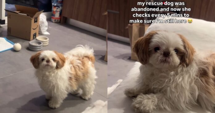 Rescue Dog, Once Abandoned, Fears Mom Will Leave Her Behind & Does Something Heartbreaking