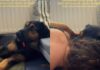 Rescue Dog, Once a Stray, Learns He Doesn’t Have to Be Brave as Mom’s Snuggle Fixes Everything Rescue Dog, Once a Stray, Learns He Doesn’t Have to Be Brave as Mom’s Snuggle Fixes Everything