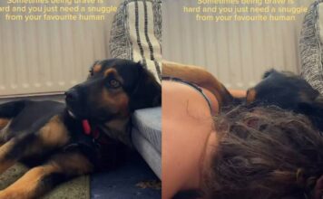 Rescue Dog, Once a Stray, Learns He Doesn’t Have to Be Brave as Mom’s Snuggle Fixes Everything Rescue Dog, Once a Stray, Learns He Doesn’t Have to Be Brave as Mom’s Snuggle Fixes Everything