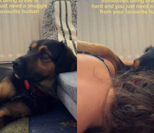 Rescue Dog, Once a Stray, Learns He Doesn’t Have to Be Brave as Mom’s Snuggle Fixes Everything Rescue Dog, Once a Stray, Learns He Doesn’t Have to Be Brave as Mom’s Snuggle Fixes Everything