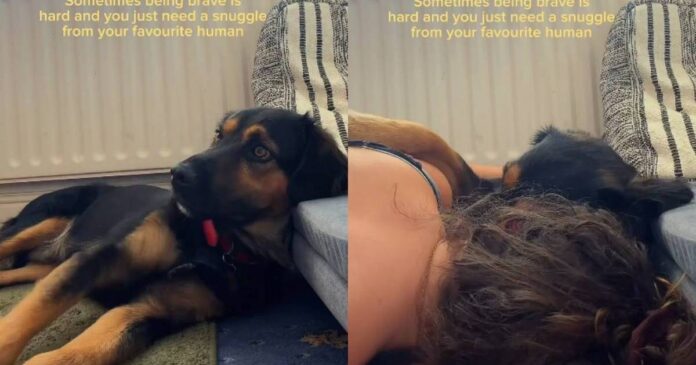 Rescue Dog, Once a Stray, Learns He Doesn’t Have to Be Brave as Mom’s Snuggle Fixes Everything