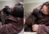 Rescue Pup Climbs Into Mom’s Arms Like She’s Finally Found the Home She Always Deserved Rescue Pup Climbs Into Mom’s Arms Like She’s Finally Found the Home She Always Deserved