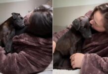 Rescue Pup Climbs Into Mom’s Arms Like She’s Finally Found the Home She Always Deserved Rescue Pup Climbs Into Mom’s Arms Like She’s Finally Found the Home She Always Deserved