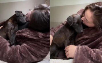 Rescue Pup Climbs Into Mom’s Arms Like She’s Finally Found the Home She Always Deserved Rescue Pup Climbs Into Mom’s Arms Like She’s Finally Found the Home She Always Deserved