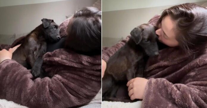 Rescue-Pup-Climbs-Into-Moms-Arms-Like-Shes-Finally-Found.jpg Rescue Pup Climbs Into Mom’s Arms Like She’s Finally Found the Home She Always Deserved