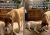 Senior Dog’s Vet Visit Ends With Unexpected Kisses From Someone Special When He Gets Home Senior Dog’s Vet Visit Ends With Unexpected Kisses From Someone Special When He Gets Home