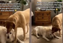 Senior Dog’s Vet Visit Ends With Unexpected Kisses From Someone Special When He Gets Home Senior Dog’s Vet Visit Ends With Unexpected Kisses From Someone Special When He Gets Home
