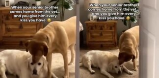 Senior Dog’s Vet Visit Ends With Unexpected Kisses From Someone Special When He Gets Home Senior Dog’s Vet Visit Ends With Unexpected Kisses From Someone Special When He Gets Home
