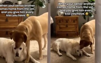 Senior Dog’s Vet Visit Ends With Unexpected Kisses From Someone Special When He Gets Home Senior Dog’s Vet Visit Ends With Unexpected Kisses From Someone Special When He Gets Home