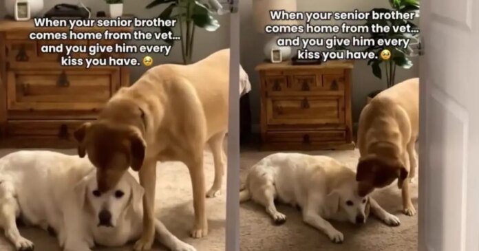 Senior Dog’s Vet Visit Ends With Unexpected Kisses From Someone Special When He Gets Home
