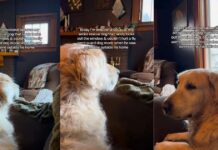Senior Golden Retriever Spots Someone Outside — Then Gives Family a Reaction They’ve Never Seen Before Senior Golden Retriever Spots Someone Outside — Then Gives Family a Reaction They’ve Never Seen Before