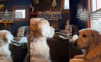 Senior Golden Retriever Spots Someone Outside — Then Gives Family a Reaction They’ve Never Seen Before Senior Golden Retriever Spots Someone Outside — Then Gives Family a Reaction They’ve Never Seen Before