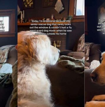 Senior Golden Retriever Spots Someone Outside — Then Gives Family a Reaction They’ve Never Seen Before Senior Golden Retriever Spots Someone Outside — Then Gives Family a Reaction They’ve Never Seen Before