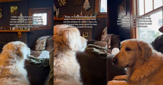 Senior-Golden-Retriever-Spots-Someone-Outside-—-Then-Gives-Family.jpg Senior Golden Retriever Spots Someone Outside — Then Gives Family a Reaction They’ve Never Seen Before