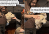 Senior Puppy Mill Survivor Walks In at Midnight to Begin His First Full Year Free Senior Puppy Mill Survivor Walks In at Midnight to Begin His First Full Year Free