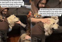 Senior Puppy Mill Survivor Walks In at Midnight to Begin His First Full Year Free Senior Puppy Mill Survivor Walks In at Midnight to Begin His First Full Year Free