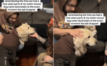 Senior Puppy Mill Survivor Walks In at Midnight to Begin His First Full Year Free Senior Puppy Mill Survivor Walks In at Midnight to Begin His First Full Year Free