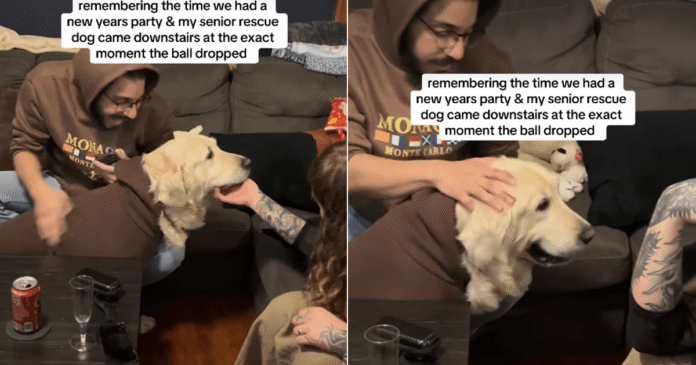 Senior Puppy Mill Survivor Walks In at Midnight to Begin His First Full Year Free