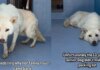 Senior Shelter Dog Gives Family 13 Loyal Years, Only for Her To End up Alone in a Kennel Senior Shelter Dog Gives Family 13 Loyal Years, Only for Her To End up Alone in a Kennel