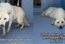Senior Shelter Dog Gives Family 13 Loyal Years, Only for Her To End up Alone in a Kennel Senior Shelter Dog Gives Family 13 Loyal Years, Only for Her To End up Alone in a Kennel