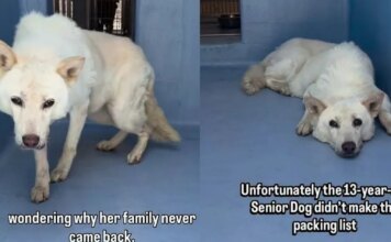 Senior Shelter Dog Gives Family 13 Loyal Years, Only for Her To End up Alone in a Kennel Senior Shelter Dog Gives Family 13 Loyal Years, Only for Her To End up Alone in a Kennel