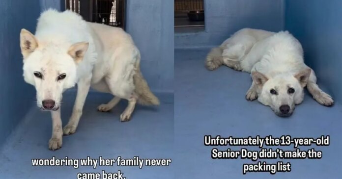Senior-Shelter-Dog-Gives-Family-13-Loyal-Years-Only-for.jpg Senior Shelter Dog Gives Family 13 Loyal Years, Only for Her To End up Alone in a Kennel