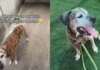 Senior Shelter Dog Proves His Bright Spirit Is Too Big for Kennel Walls but Not a Home Senior Shelter Dog Proves His Bright Spirit Is Too Big for Kennel Walls but Not a Home