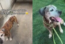Senior Shelter Dog Proves His Bright Spirit Is Too Big for Kennel Walls but Not a Home Senior Shelter Dog Proves His Bright Spirit Is Too Big for Kennel Walls but Not a Home