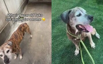 Senior Shelter Dog Proves His Bright Spirit Is Too Big for Kennel Walls but Not a Home Senior Shelter Dog Proves His Bright Spirit Is Too Big for Kennel Walls but Not a Home