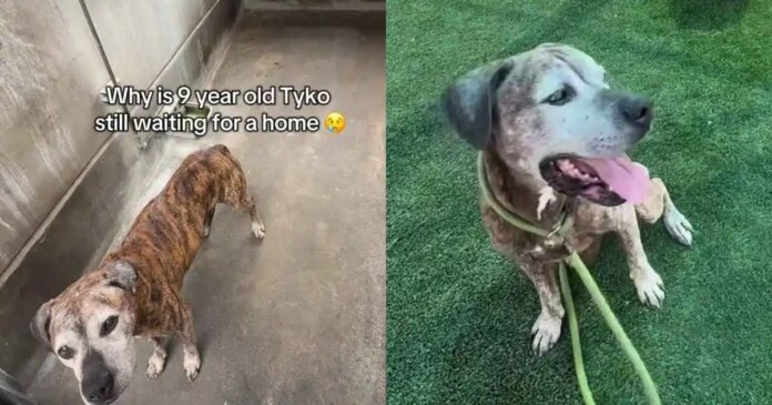 Senior-Shelter-Dog-Proves-His-Bright-Spirit-Is-Too-Big.jpg Senior Shelter Dog Proves His Bright Spirit Is Too Big for Kennel Walls but Not a Home